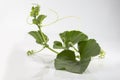 Young stem with leaves of bottle gourd Royalty Free Stock Photo