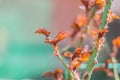 Young stem of rose with fresh red leafs Royalty Free Stock Photo