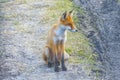 Young steppe fox Korsak sits on ground