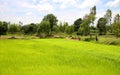 Young sticky rice sprouts are grown