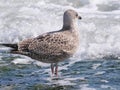 Young still gray seagull in the spray on the beach of Porthleven
