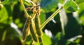 Soybean fields. Ripe yellow and green soybean pods at sunrise. Blurred background. The concept of a good harvest. Macro Royalty Free Stock Photo