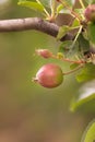 Young and still underserved apples on a branch in the garden