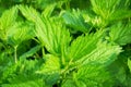 Young stinging nettle