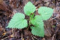 Young Stinging Nettle Plant
