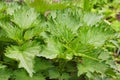 Young stinging nettle (urtica dioica) in garden. Healthy concept