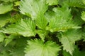 Young stinging nettle (urtica dioica) in garden. Healthy concept