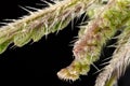 Young stinging nettle Urtica dioica plant flowers with black background, microscopy detail, transparent sting hairs called