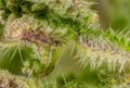 Young stinging nettle Urtica dioica plant flowers, microscopy detail, transparent sting hairs called trichomes visible, image