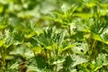 Young stinging nettles in spring