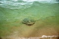 Young Stingray Swimming In The Shallow Water Of a Sandy Beach Royalty Free Stock Photo