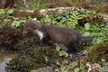 Young Stone Marten or Beech Marten, martes foina, Normandy