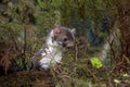 Young Stone Marten or Beech Marten, martes foina, Normandy