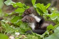 Young Stone Marten or Beech Marten, martes foina, Normandy