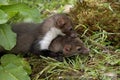 Young Stone Marten or Beech Marten, martes foina, Normandy