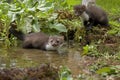 Young Stone Marten or Beech Marten, martes foina, Normandy