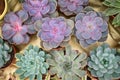 Young stone roses, the Amazing beauty of succulent