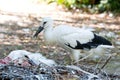 Young stork