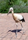 Young Stork