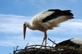 Young stork in his nest against blue sky