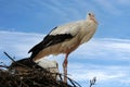 Young stork in his nest against blue sky