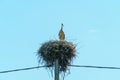 A young stork stands in a large nest against a background of blue sky. A large stork nest on a concrete power pole. The stork is a Royalty Free Stock Photo