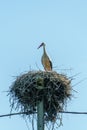 A young stork stands in a large nest against a background of blue sky. A large stork nest on a concrete power pole. The stork is a Royalty Free Stock Photo