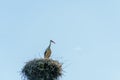 A young stork stands in a large nest against a background of blue sky. A large stork nest on a concrete power pole. The stork is a Royalty Free Stock Photo
