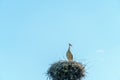 A young stork stands in a large nest against a background of blue sky. A large stork nest on a concrete power pole. The stork is a Royalty Free Stock Photo