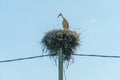 A young stork stands in a large nest against a background of blue sky. A large stork nest on a concrete power pole. The stork is a Royalty Free Stock Photo