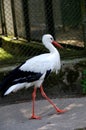 The young stork