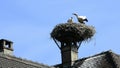 Young storks in a nest