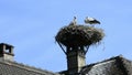 Young storks in a nest