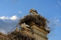 Young storks in their nests on the top of a roof Royalty Free Stock Photo