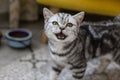 A young straight Scottish gray cat looks up at the camera with open mouth