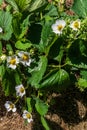 Young strawberry bush with first flowers; in the garden.