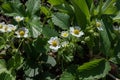 Young strawberry bushes blooming in small white flowers in an outdoor garden
