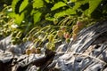 Young strawberry in chiangmai northern of thailand Royalty Free Stock Photo