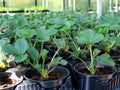 Young strawberry plant