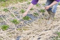 Young Strawberry Plants growing on a bed of straw mulch