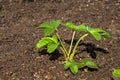 Young Strawberry Plants grows in the ground. Concept Gardening and Agriculture. Mockup Royalty Free Stock Photo