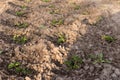 Young strawberry seedling in the sandy soil