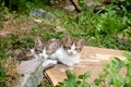 young stray cat with her brothers