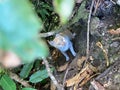 A young stray cat hiding under the trees of the forest in Anaga, Tenerife, Canary Islands, Spain