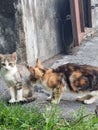 Young stray cats outdoors close up Royalty Free Stock Photo