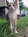 Young stray cats outdoors close up Royalty Free Stock Photo