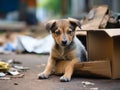 Young stray puppy sits by a littered cardboard box on an urban street. Rescue, care of homeless animals. Shelters, volunteering,