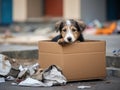 Young stray puppy sits by a littered cardboard box on an urban street. Rescue, care of homeless animals. Shelters, volunteering,