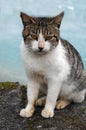 Portrait of a frightened, looking stray tabby cat