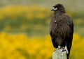 Young Striated Caracara